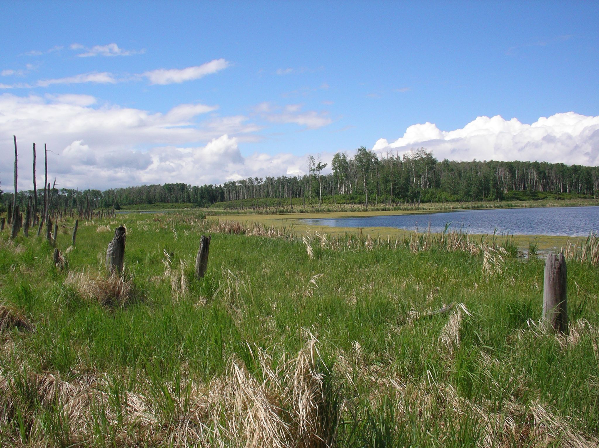 2   Park   breeding pond main calling corner 2004 06 16